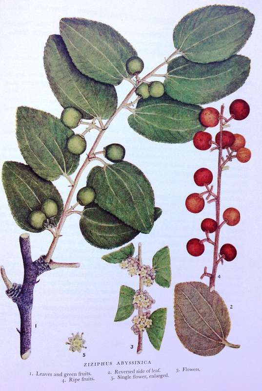 Trees of Central Africa - Hardcover - Painted by Olive H Coates Palgrave