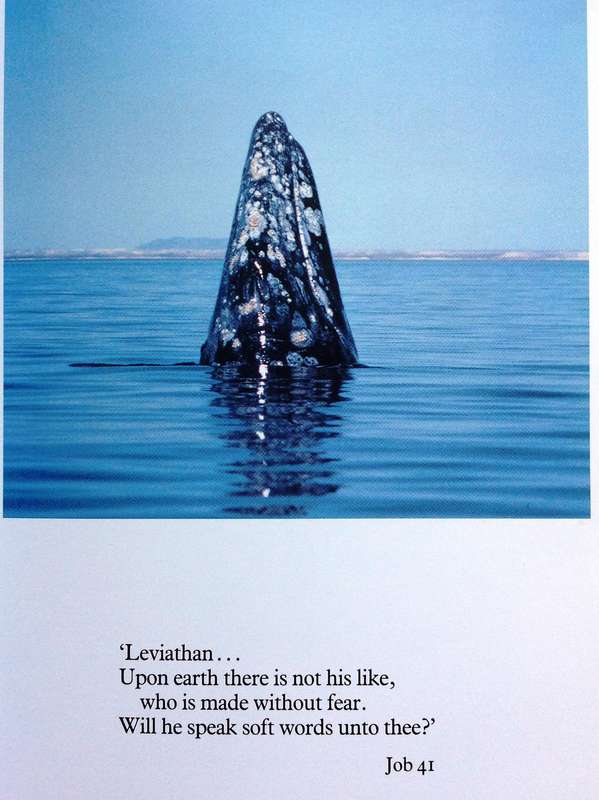 Whale Nation - Heathcote Williams