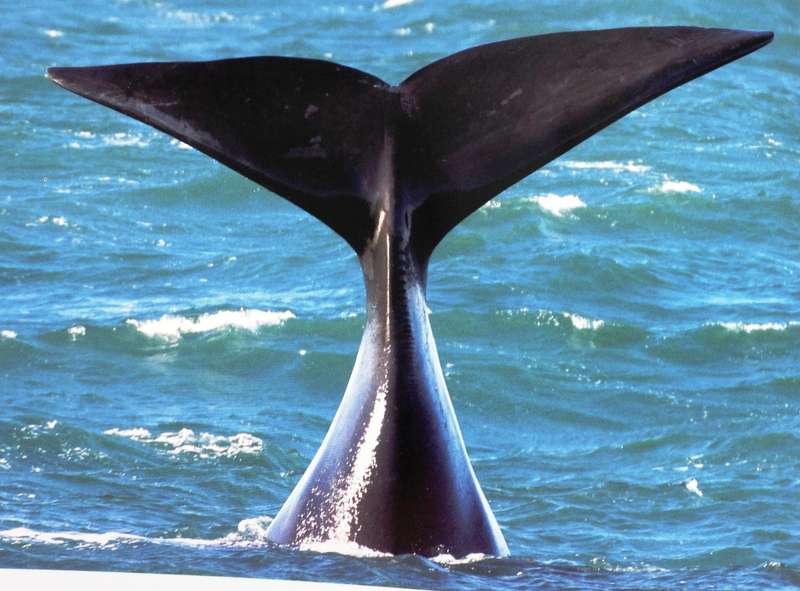 Hermanus Whales - Dave de Beer - book signed by Author