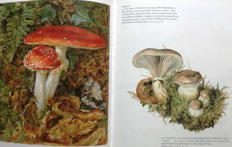 Beatrix Potter's Art - Paintings and drawings selected and introduced by Anne S Hobbs - Hardcover