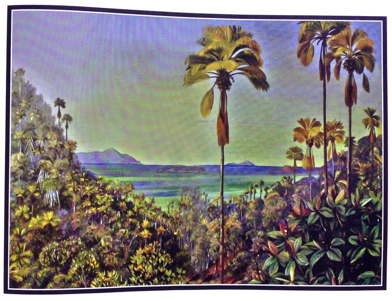 Seychelles - The Coco-de-Mer - A National Treasure - Glynn Burridge