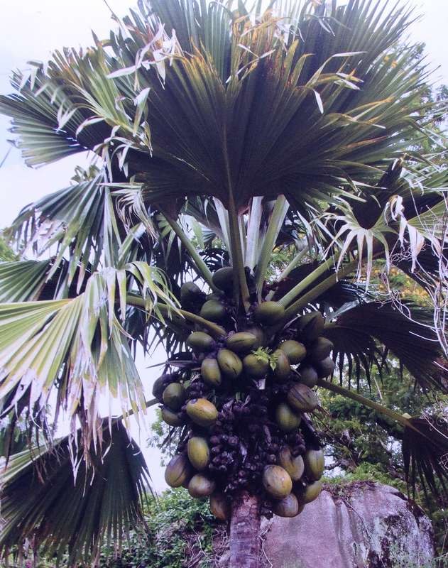Seychelles - The Coco-de-Mer - A National Treasure - Glynn Burridge