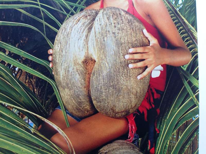 Seychelles - The Coco-de-Mer - A National Treasure - Glynn Burridge