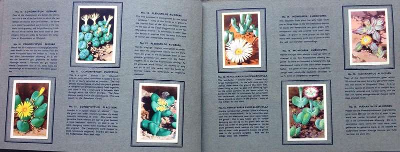 Sigaret-Album vir n reeks van 49 Suid-Afrikaanse Vetplante-Uitgegee deur Westminster Tobacco Co. Ltd