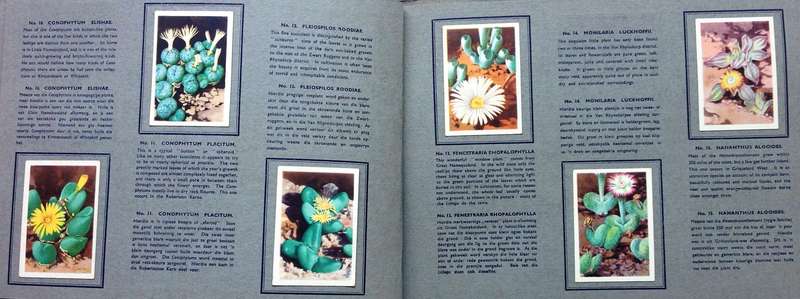 Sigaret-Album vir n reeks van 49 Suid-Afrikaanse Vetplante-Uitgegee deur Westminster Tobacco Co. Ltd