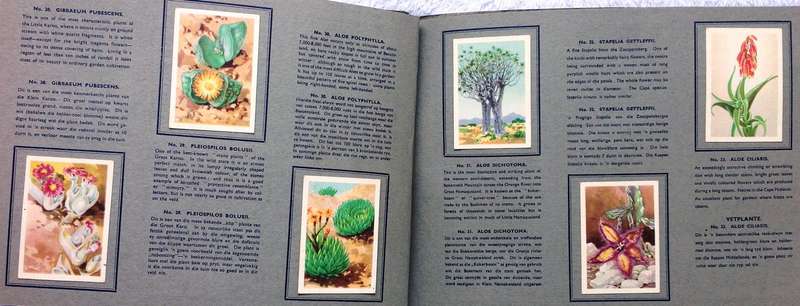 Sigaret-Album vir n reeks van 49 Suid-Afrikaanse Vetplante-Uitgegee deur Westminster Tobacco Co. Ltd