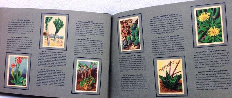 Sigaret-Album vir n reeks van 49 Suid-Afrikaanse Vetplante-Uitgegee deur Westminster Tobacco Co. Ltd