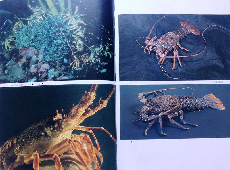 Diving for Crayfish in South Africa-Colin Vary-Hardcover   A Guide to the South African Rock Lobster