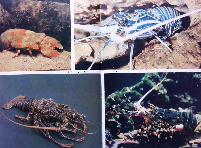 Diving for Crayfish in South Africa-Colin Vary-Hardcover   A Guide to the South African Rock Lobster