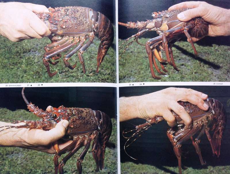 Diving for Crayfish in South Africa-Colin Vary-Hardcover   A Guide to the South African Rock Lobster