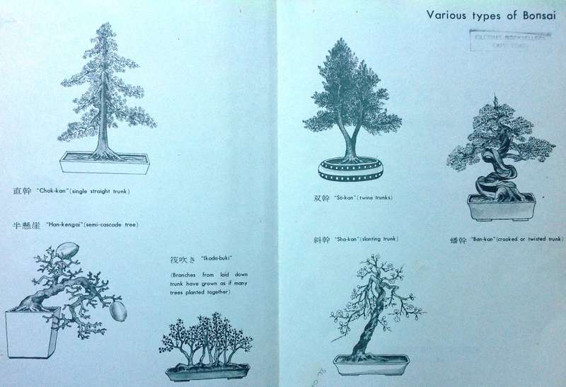 BONSAI Miniature Potted Trees by Kyuzo Murata