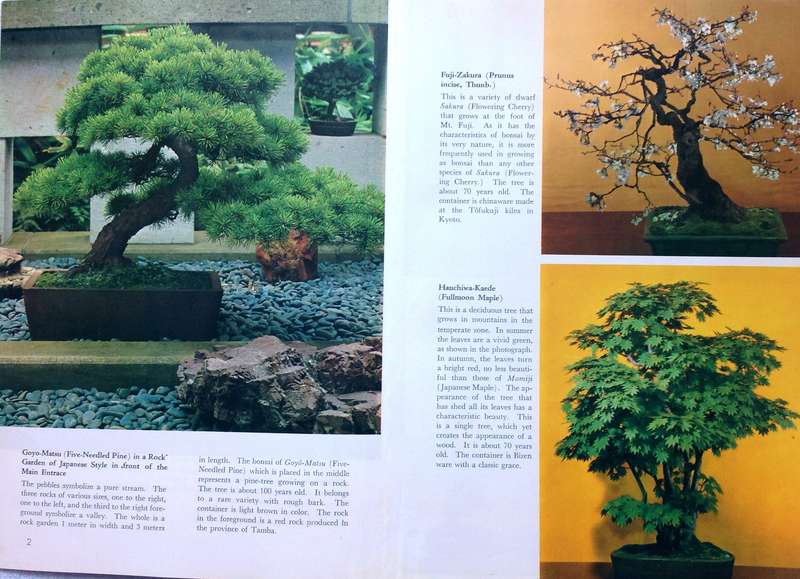 BONSAI Miniature Potted Trees by Kyuzo Murata