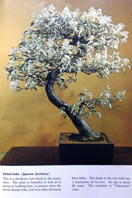 BONSAI Miniature Potted Trees by Kyuzo Murata