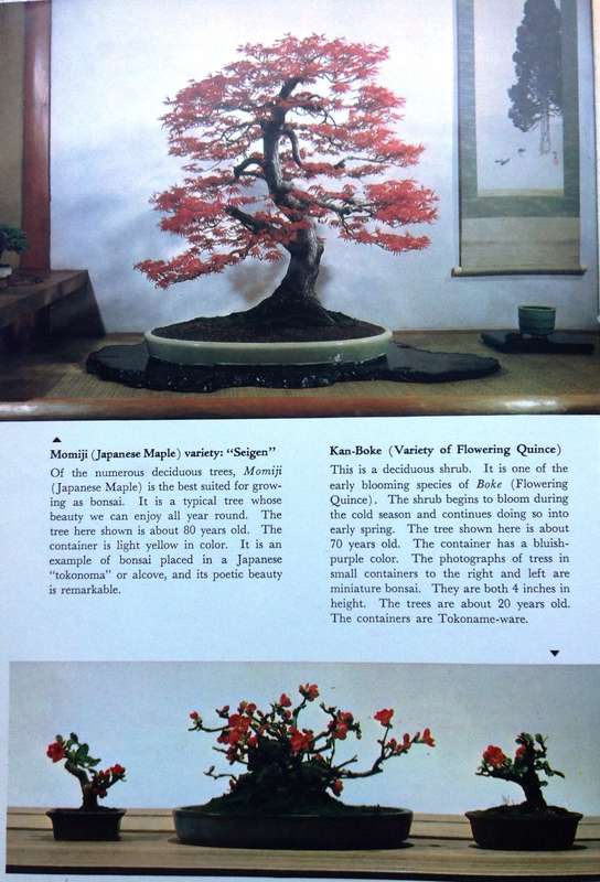 BONSAI Miniature Potted Trees by Kyuzo Murata