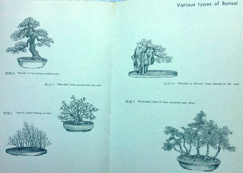 BONSAI Miniature Potted Trees by Kyuzo Murata