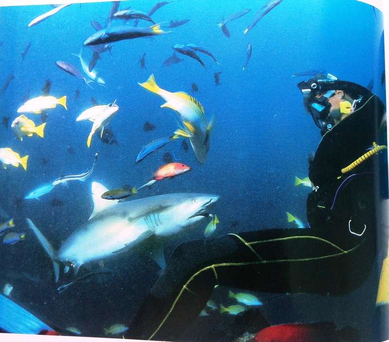 Diving with Sharks...and other Adventure Dives - Jack Jackson