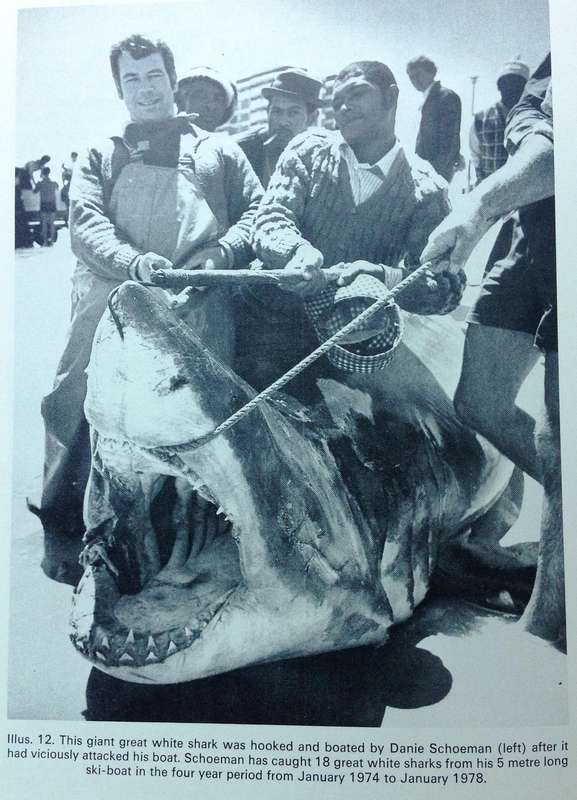 Shark Attack and treatment of Victims in Southern African waters - Tim Wallett - Hardcover