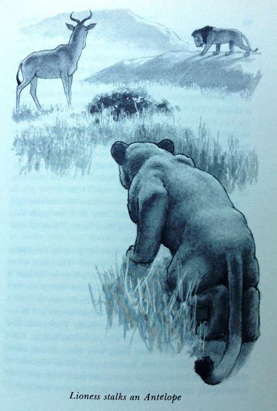 Vanishing Wildlife of East Africa - Jean Bothwell - Hardcover