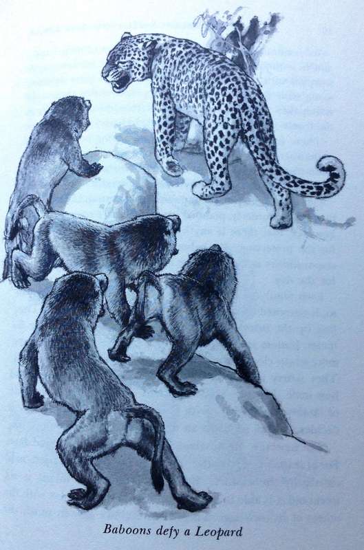 Vanishing Wildlife of East Africa - Jean Bothwell - Hardcover