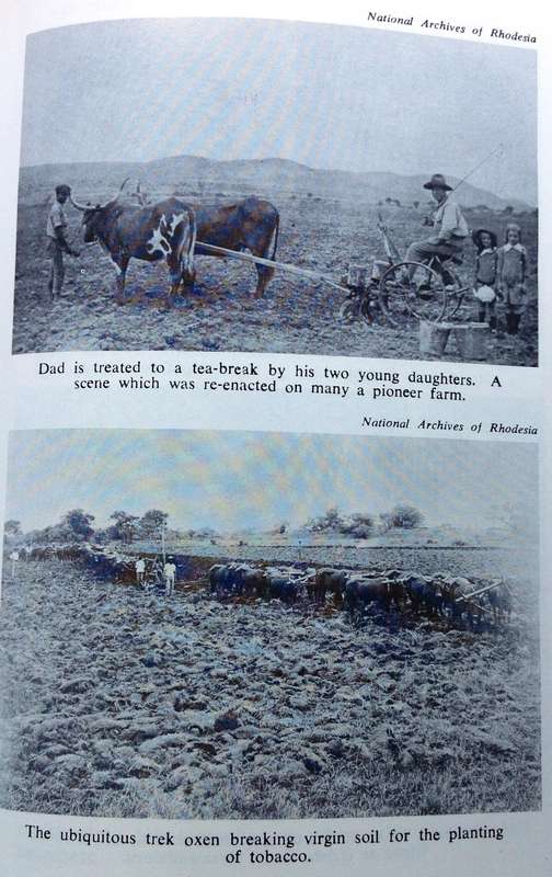 Down Memory Lane with Some Early Rhodesian Women - 1897 to 1923 - Madeline Heald - signed by Author