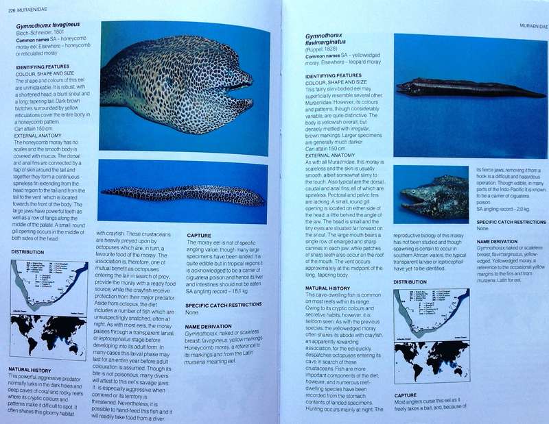 A Guide to the Common Sea Fishes of Southern Africa - Rudy van der Elst - Hardcover