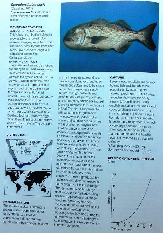 A Guide to the Common Sea Fishes of Southern Africa - Rudy van der Elst - Hardcover
