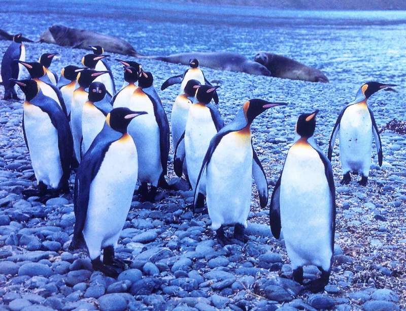 Antarctic Impressions - Seasons in the Southern Ocean - Peter Steyn - Hardcover