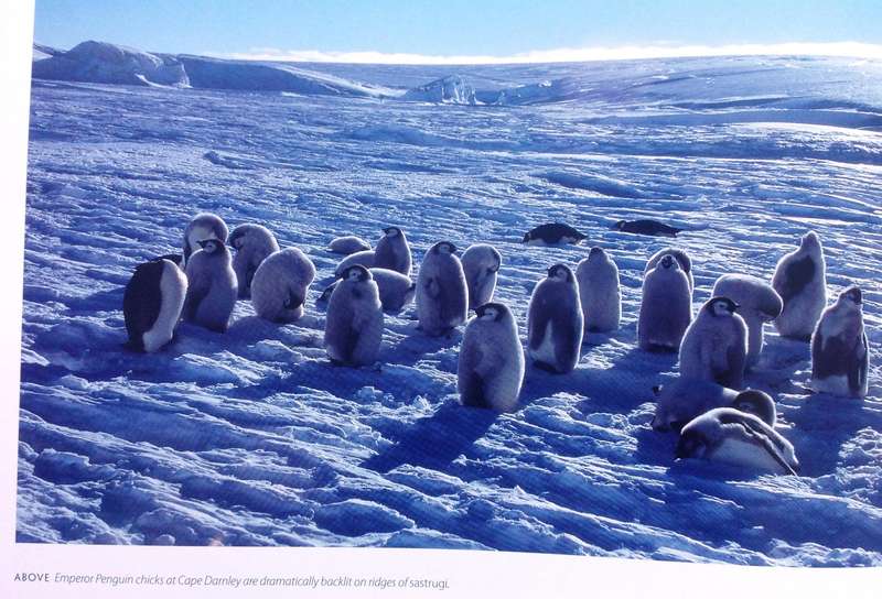 Antarctic Impressions - Seasons in the Southern Ocean - Peter Steyn - Hardcover