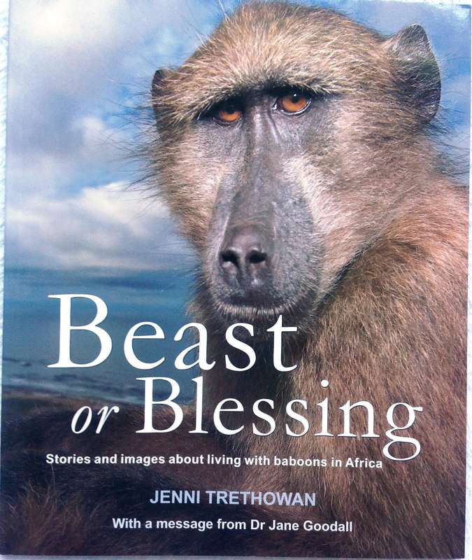 Beast or Blessing - Jenni Trethowan       Stories and images about living with Baboons in Africa