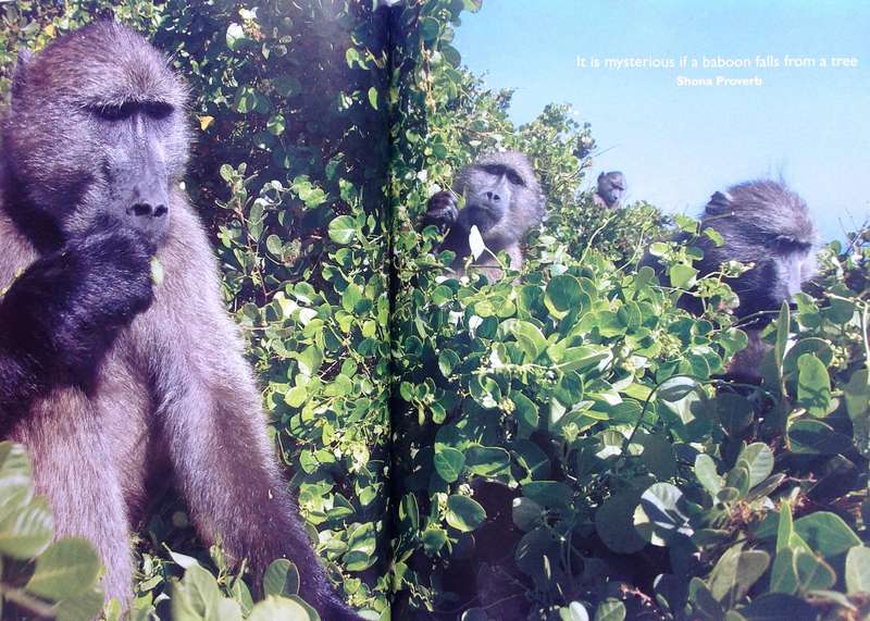 Beast or Blessing - Jenni Trethowan       Stories and images about living with Baboons in Africa