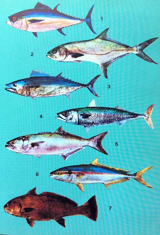 Angling in False Bay - Hardcover           Andre van den Berg