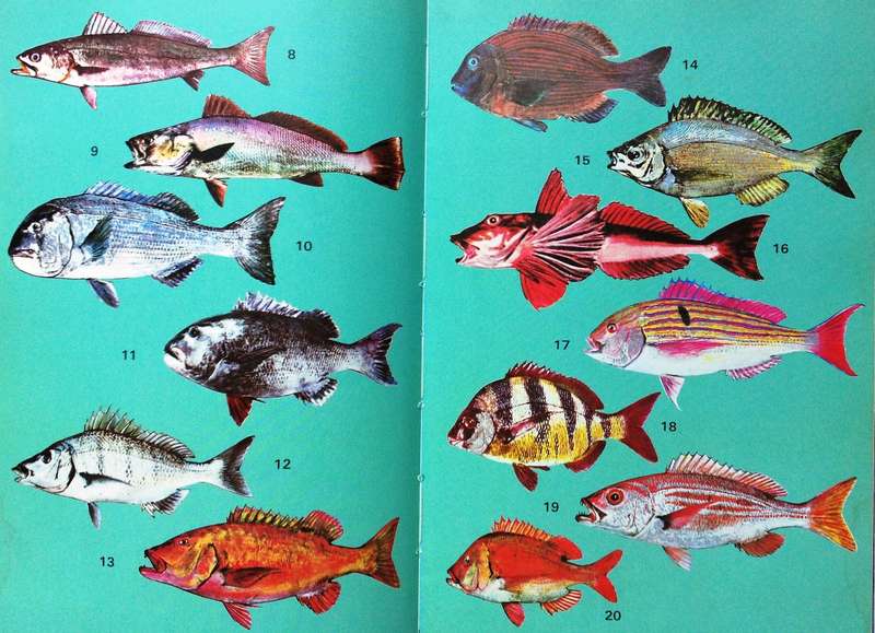 Angling in False Bay - Hardcover           Andre van den Berg