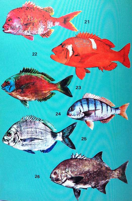 Angling in False Bay - Hardcover           Andre van den Berg