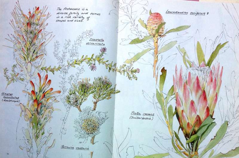 Between Two Shores - Flora and Fauna of The Cape of Good Hope - M Fraser and L McMahon - Hardcover