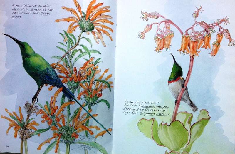 Between Two Shores - Flora and Fauna of The Cape of Good Hope - M Fraser and L McMahon - Hardcover
