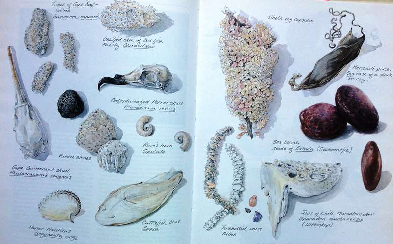 Between Two Shores - Flora and Fauna of The Cape of Good Hope - M Fraser and L McMahon - Hardcover