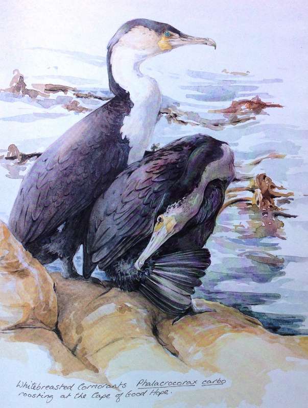 Between Two Shores - Flora and Fauna of The Cape of Good Hope - M Fraser and L McMahon - Hardcover