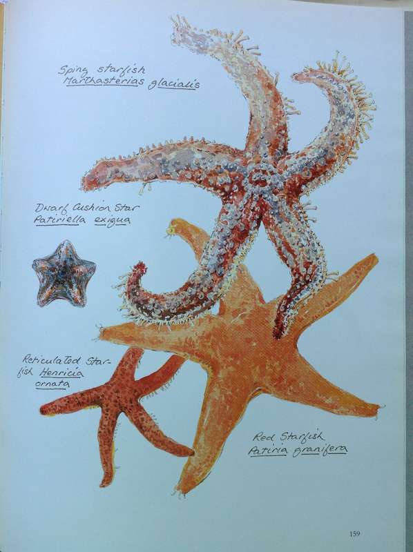 Between Two Shores - Flora and Fauna of The Cape of Good Hope - M Fraser and L McMahon - Hardcover