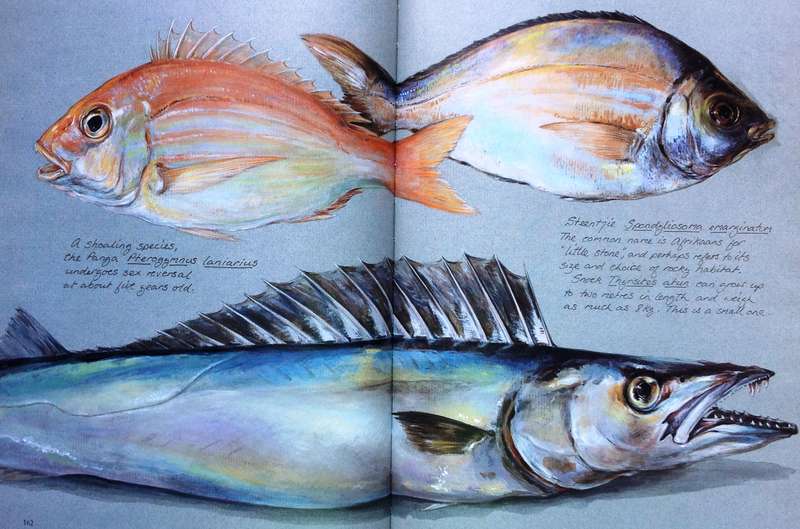 Between Two Shores - Flora and Fauna of The Cape of Good Hope - M Fraser and L McMahon - Hardcover