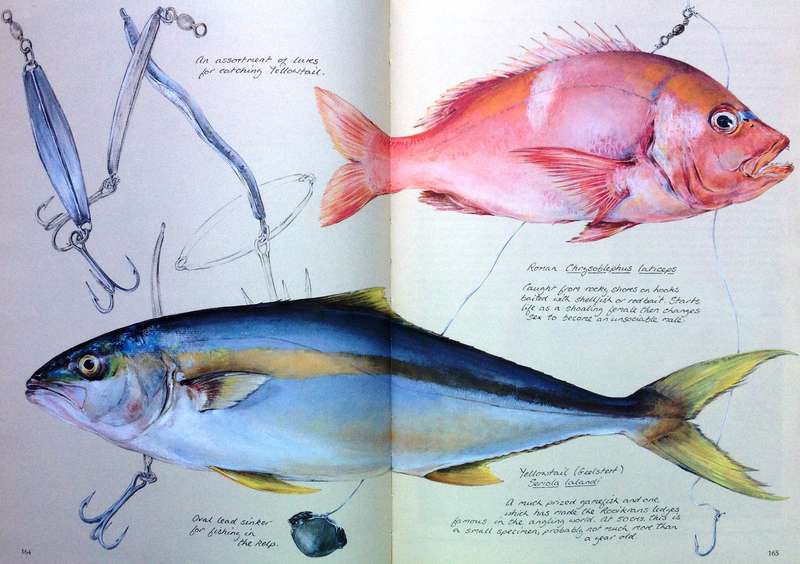 Between Two Shores - Flora and Fauna of The Cape of Good Hope - M Fraser and L McMahon - Hardcover