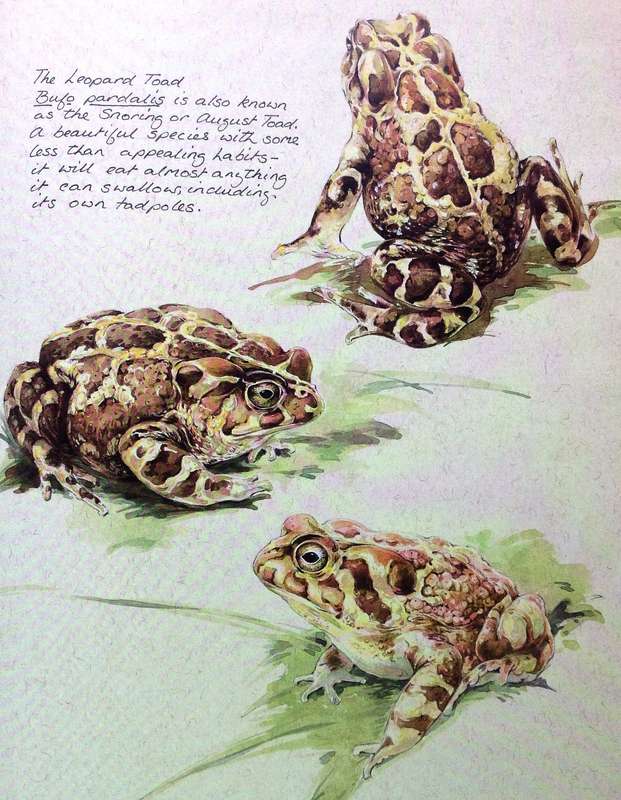 Between Two Shores - Flora and Fauna of The Cape of Good Hope - M Fraser and L McMahon - Hardcover