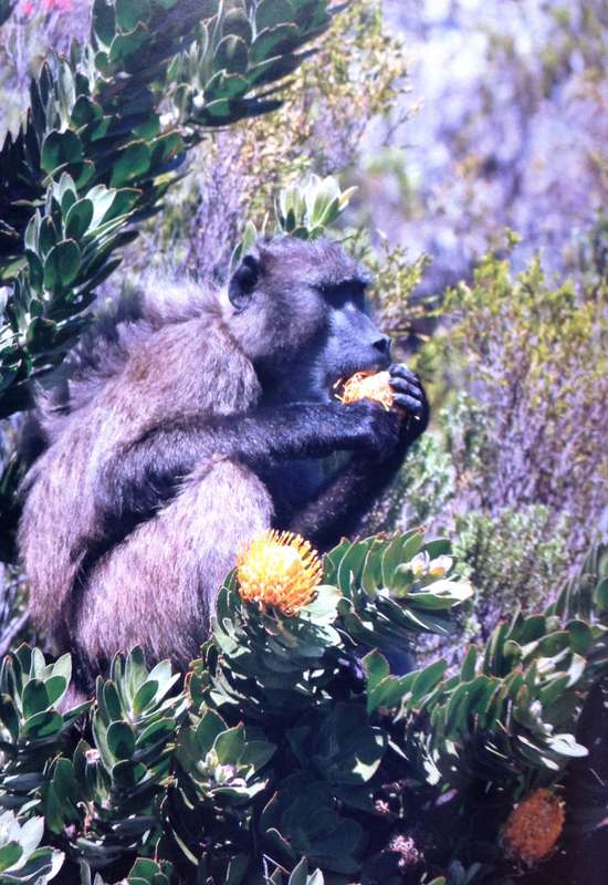Beast or Blessing - Jenni Trethowan       Stories and images about living with Baboons in Africa