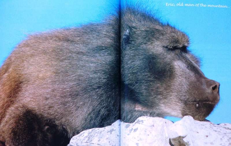 Beast or Blessing - Jenni Trethowan       Stories and images about living with Baboons in Africa
