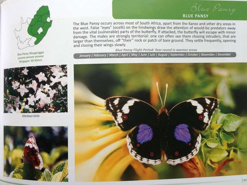 There's a BUTTERFLY in my Garden... - Lieveke Noyons