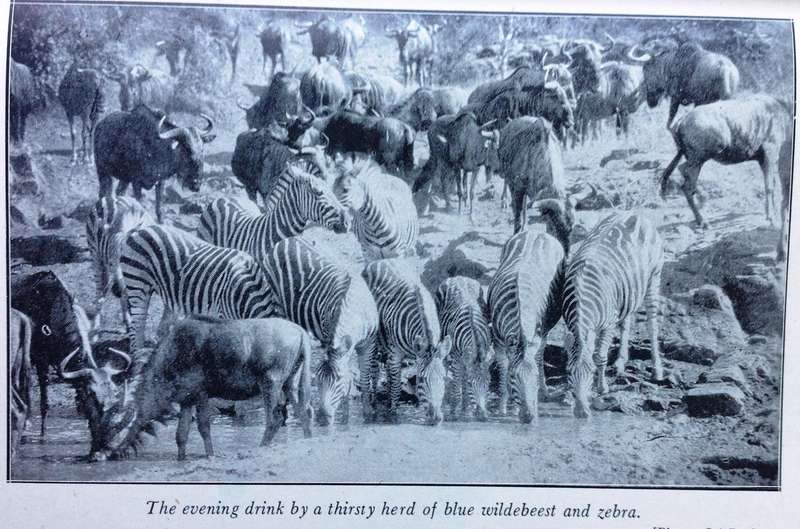 The Call of the Bushveld - A C White - Hardcover