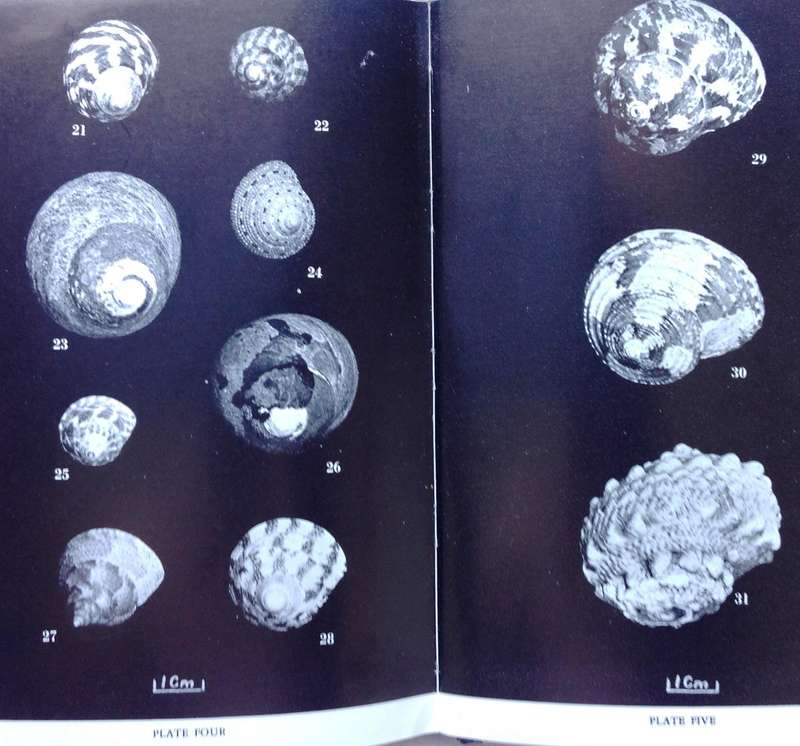 Marine Shells of Southern Africa - D H Kennelly - Hardcover