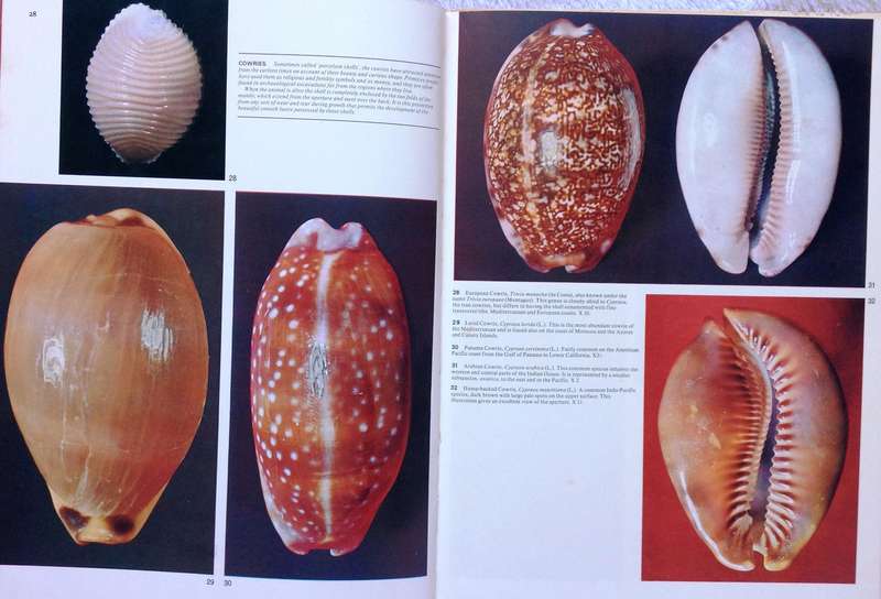 Sea Shells - How to Identify and Collect them - Translated from Italian by Sergio Angeletti