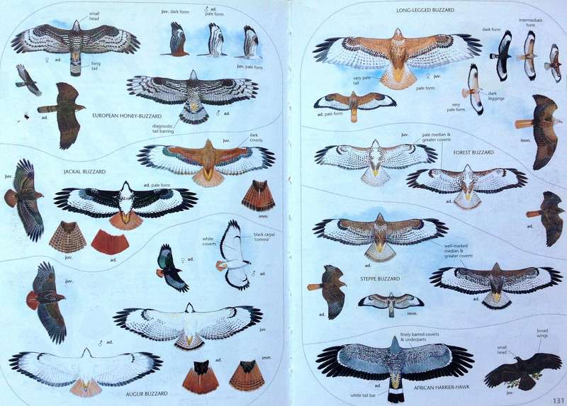 Sasol Birds of Southern Africa - Sinclair, Hockey, Tarboton  Third edition fully revised and updated
