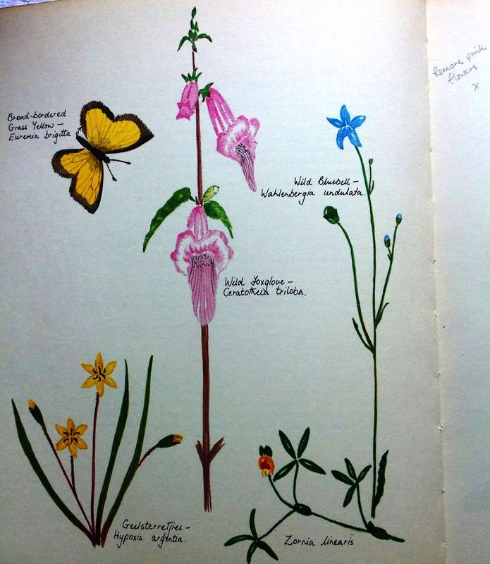 The Springing of the Year - Gillian Rattray - signed proofread copy with corrections in pencil