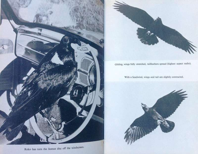 TWO RAVENS came TAPPING - Friedrich von Kirchhoff - Hardcover  Book signed by the Author
